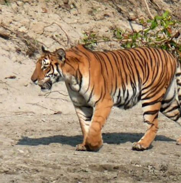 Bengal Tiger